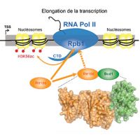 Control of histone chaperone Rtt106 activity by the C/D snoRNP assembly factor Bcd1