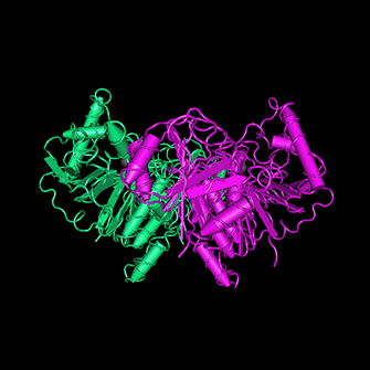 Molecular, Cellular, Therapeutic Engineering & Glycosyltransferases (MolCelTEG)